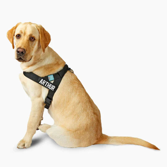 SoftestSofa™ Dog Harness
