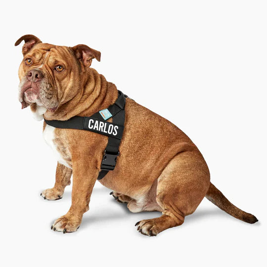 SoftestSofa™ Dog Harness